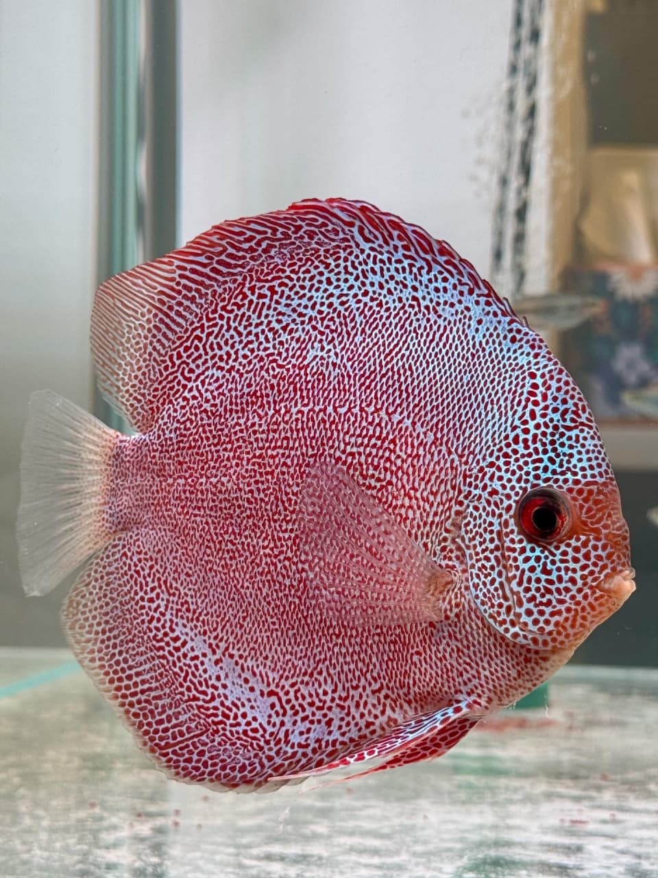 SUPER BHANTRA Discus